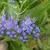 Caryopteris x clandonensis 'Heavenly Blue'