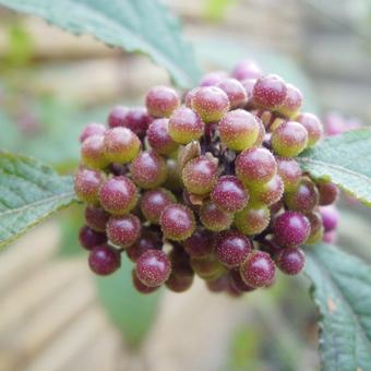 Callicarpa bodinieri