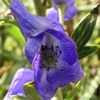 Aconitum henryi 'Spark's Variety'