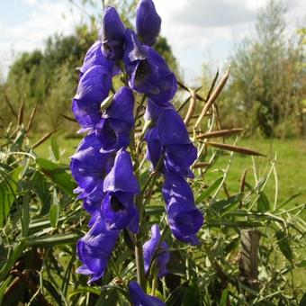 Aconitum henryi 'Spark's Variety'