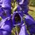 Aconitum henryi 'Spark's Variety'