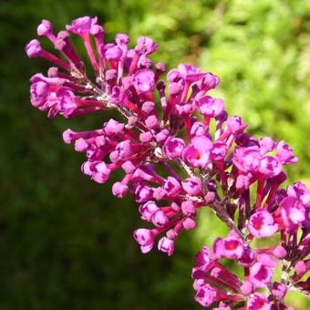 Buddleja davidii  'Royal Red'