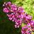 Buddleja davidii  'Royal Red'