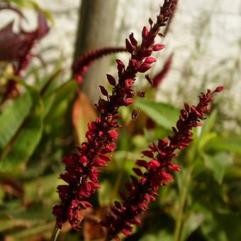 Persicaria amplexicaulis 'Blackfield'