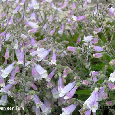 Penstemon hirsutus 'Pygmaeus' - 