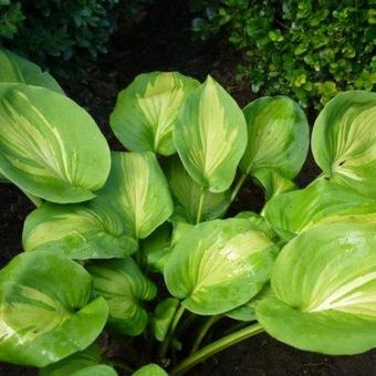 Hosta 'Olive Branch'