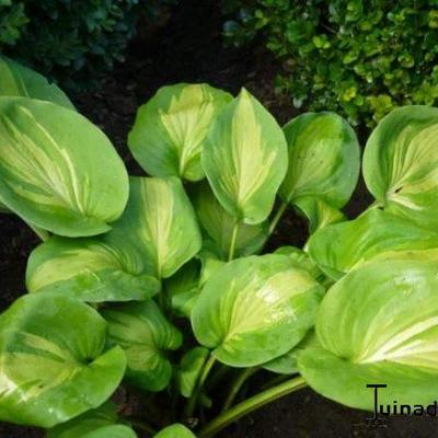 Hosta 'Olive Branch'  - 