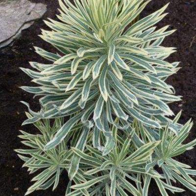 Euphorbia characias 'Tasmanian Tiger' - Euphorbia characias 'Tasmanian Tiger'