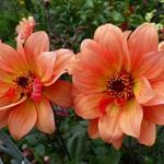 Dahlia 'Classic Masquerade' - 