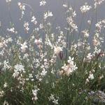 Gaura lindheimeri 'Vanilla' - 