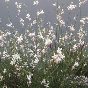 Gaura lindheimeri 'Vanilla'