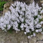 Veronica prostrata 'Blue Sheen' - 