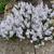 Veronica prostrata 'Blue Sheen'