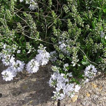 Veronica prostrata 'Blue Sheen'