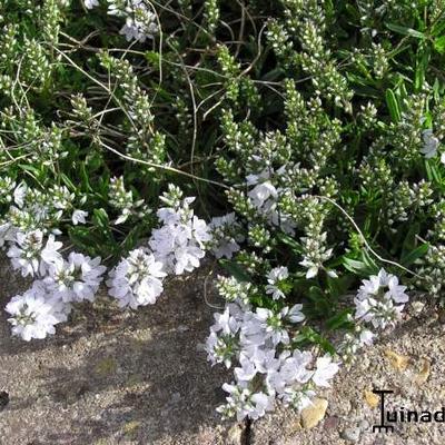 Veronica prostrata 'Blue Sheen'