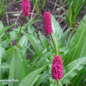 Persicaria milletii