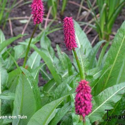 Persicaria milletii - 