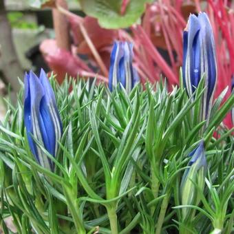 Gentiana sino-ornata