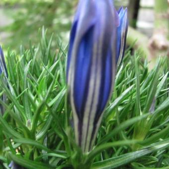 Gentiana sino-ornata