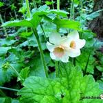 Narcissus 'Katie Heath' - 