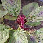 Amaranthus tricolor var. gangeticus  - Amaranthus tricolor