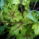 X Heucherella 'Stoplight - X Heucherella 'Stoplight