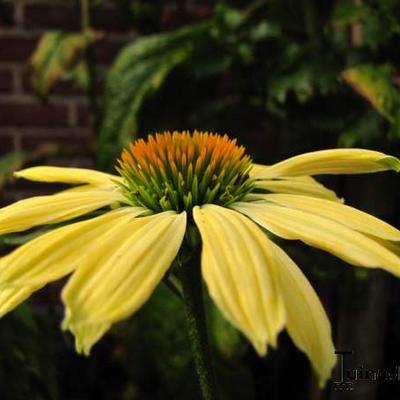 Echinacea purpurea 'Sunrise'