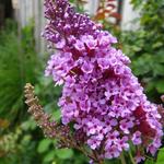 Buddleja davidii 'BUZZ Sky Blue' - 