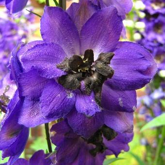 Delphinium 'Black Knight'