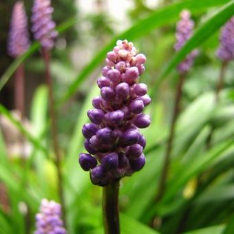 Liriope muscari