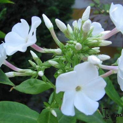 Phlox paniculata 'White FLAME' - 