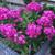 Phlox paniculata 'Velvet FLAME