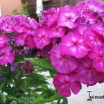 Phlox paniculata 'Velvet FLAME - 