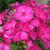 Phlox paniculata 'Velvet FLAME