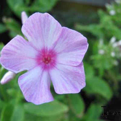 Phlox paniculata 'Picasso' - 