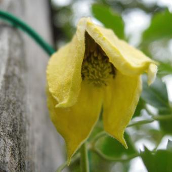 Clematis tangutica 'Bill MacKenzie'