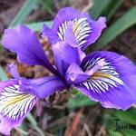 Iris douglasiana - 