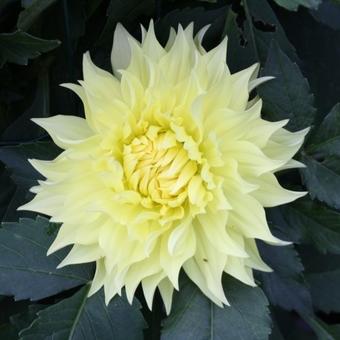 Dahlia 'Alva's Supreme'