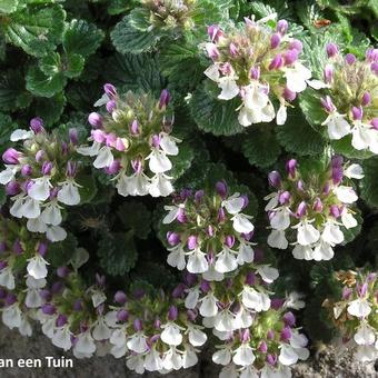 Teucrium Pyrenaicum