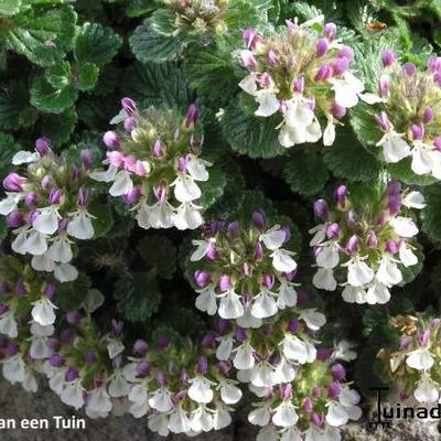 Teucrium Pyrenaicum - 