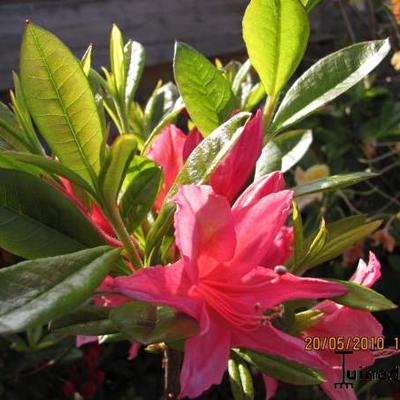 Rhododendron viscosum 'Jolie Madame' - 