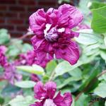 Clematis viticella 'Purpurea Plena Elegans'  - 