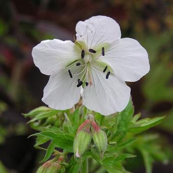 Geranium pratense var. pratense f. albiflorum 'Silver Queen'