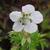 Geranium pratense var. pratense f. albiflorum 'Silver Queen'