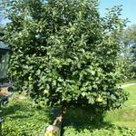 Malus domestica ' Bramleys seedling' - 