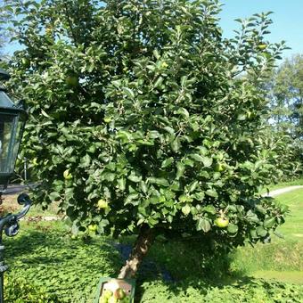 Malus domestica ' Bramleys seedling'