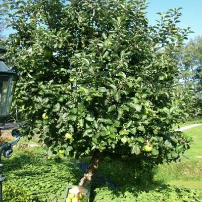 Malus domestica ' Bramleys seedling' - Malus domestica ' Bramleys seedling'