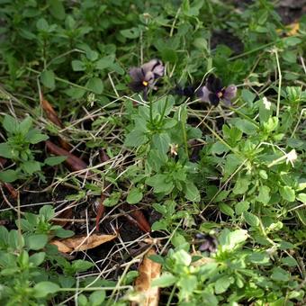 Viola cornuta 'Molly Sanderson'