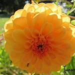 Dahlia 'Golden Scepter' - 