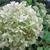 Hydrangea arborescens 'Annabelle'